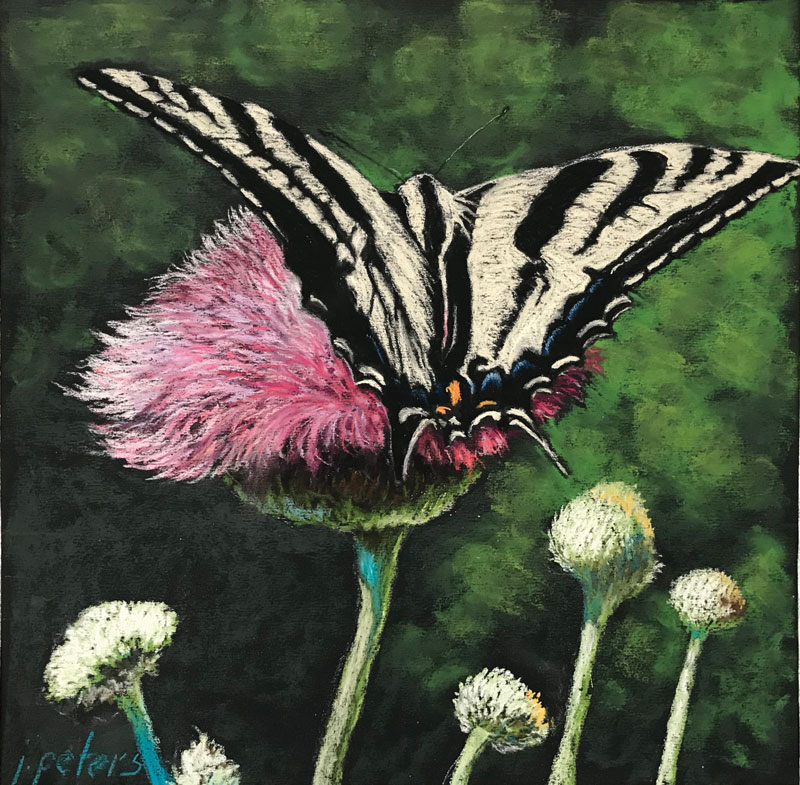 a butterfly on a flower