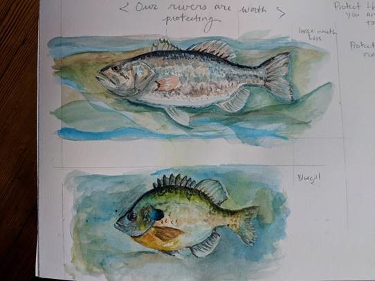 Title: Public art fish study
Medium: Watercolor
Size: 11 x 14 inches
