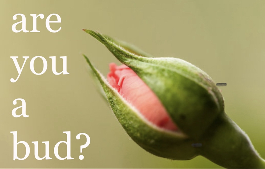 a close up of a flower bud