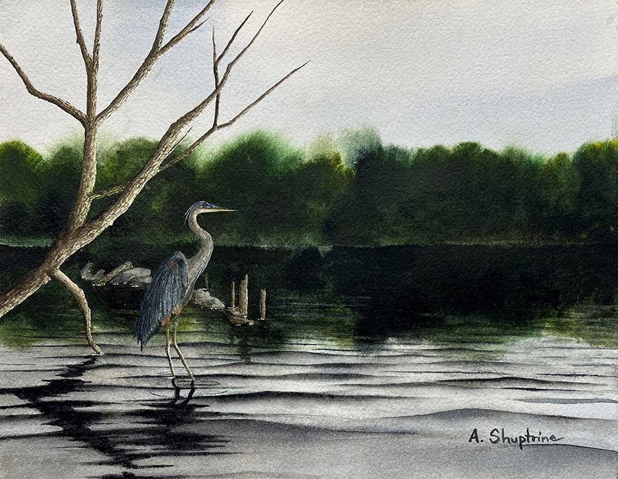 a bird standing in water