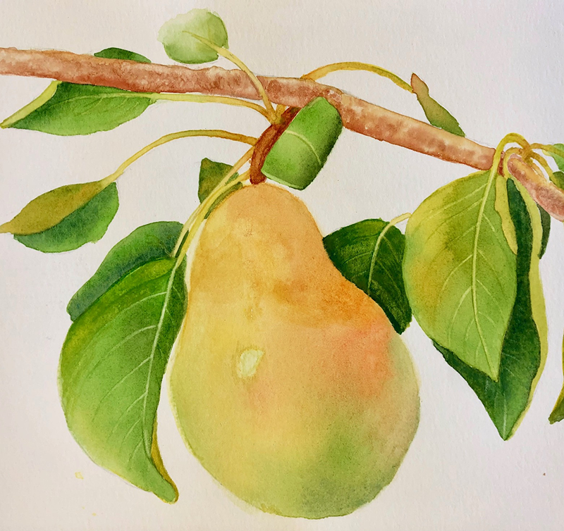 a pear on a branch