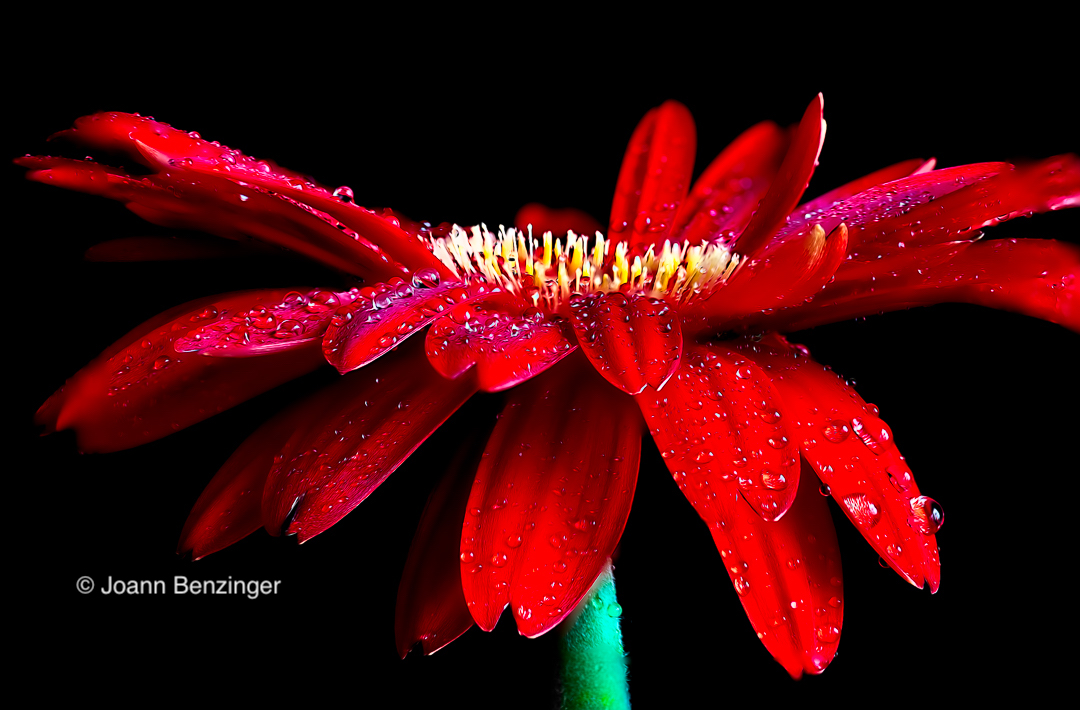 a close up of a flower