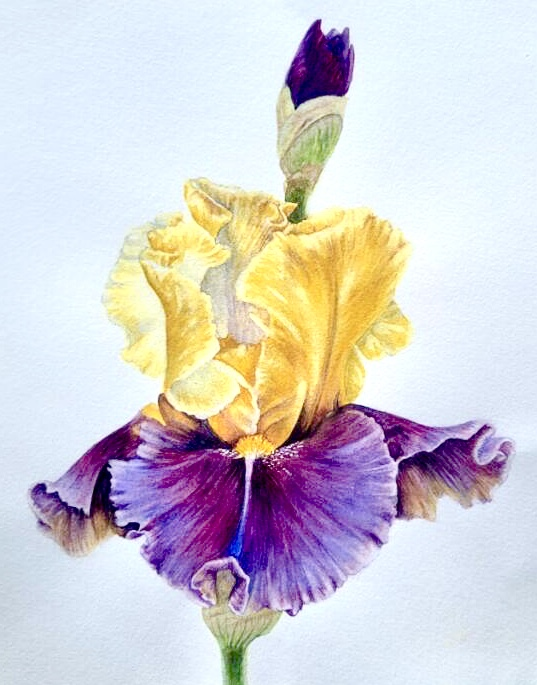 purple and yellow flower