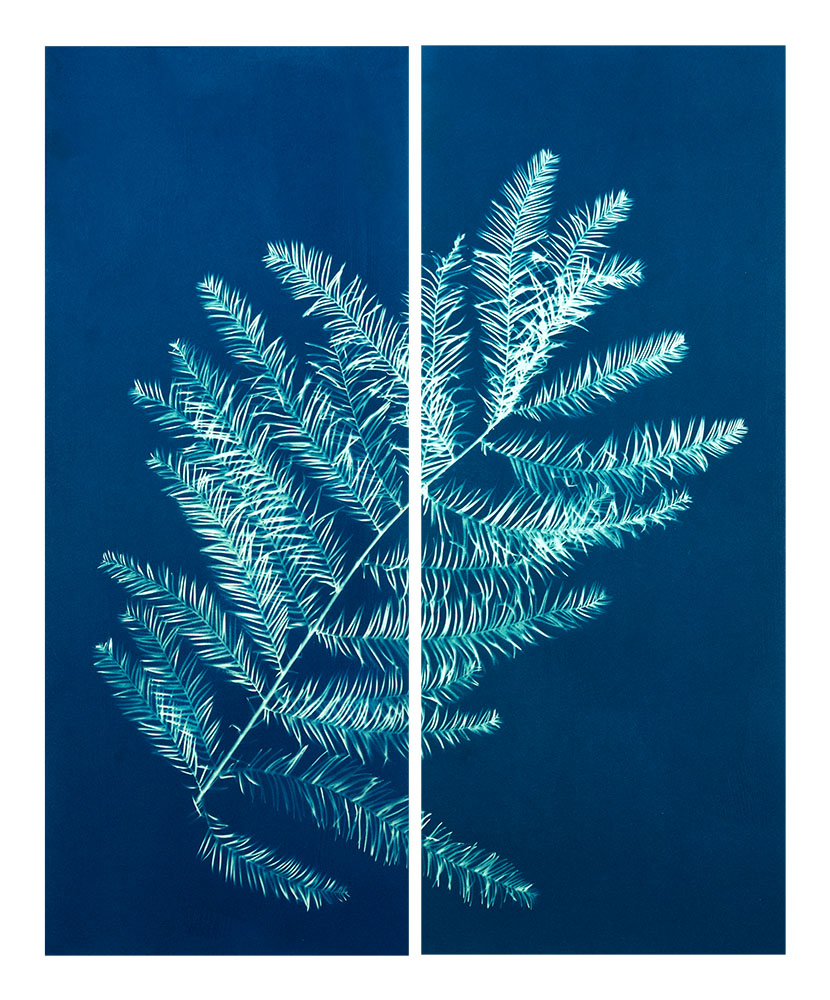 a close-up of a plant