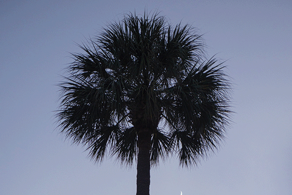 a palm tree with a crescent moon in the background