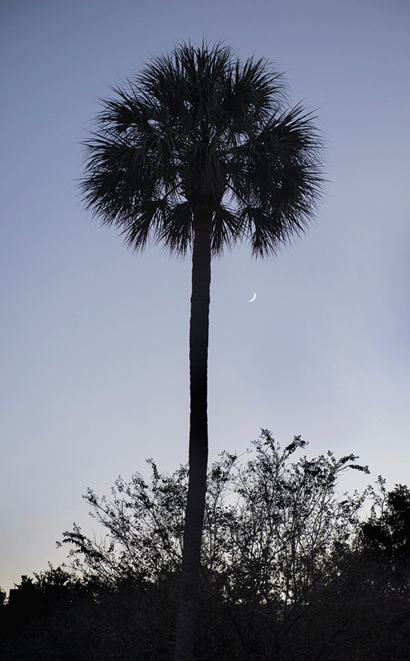 a palm tree with a crescent moon in the background