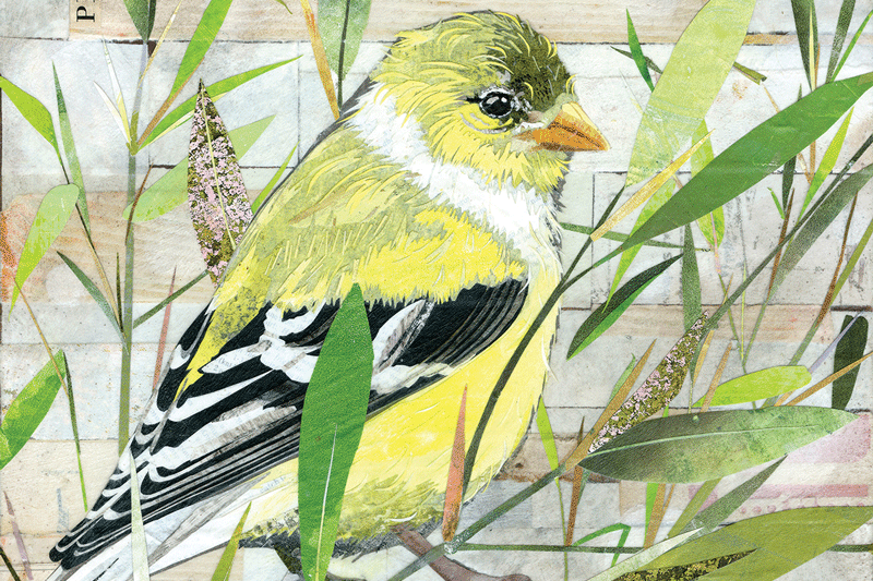 a yellow bird with black and white stripes