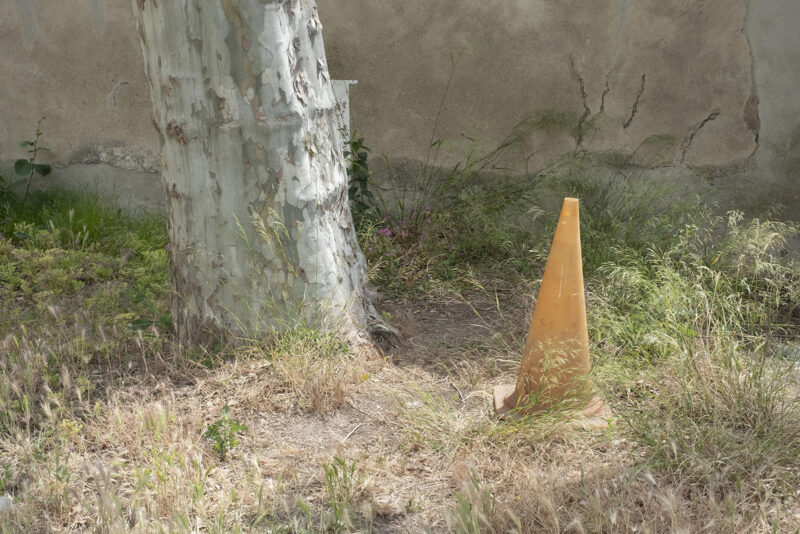 Tree beside orange traffic cone.