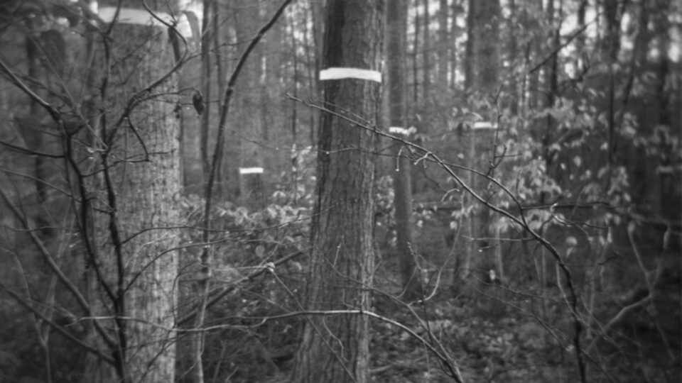 Trees marked in a dense forest