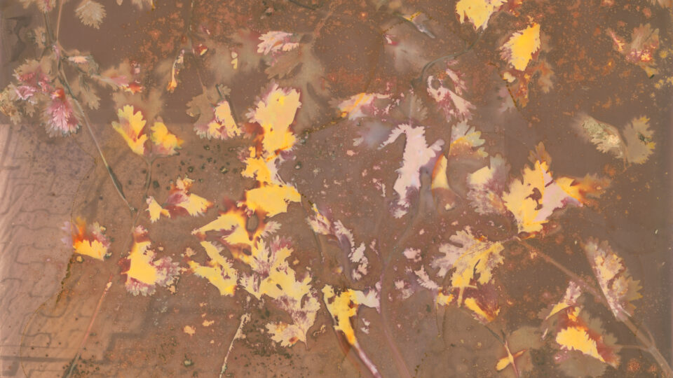 Autumn leaves on textured background.