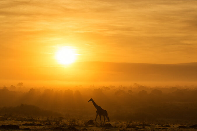 Giraffe silhouette against sunset backdrop