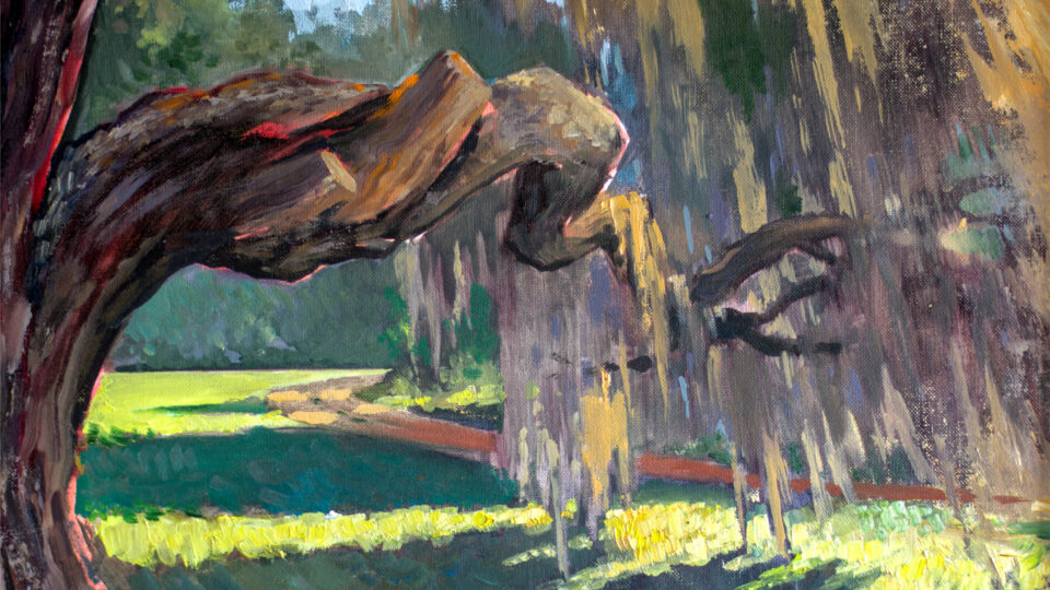 Moss-covered tree branch in sunlight