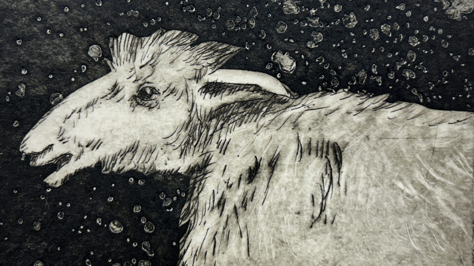 Illustration of a sheep against dark starry sky