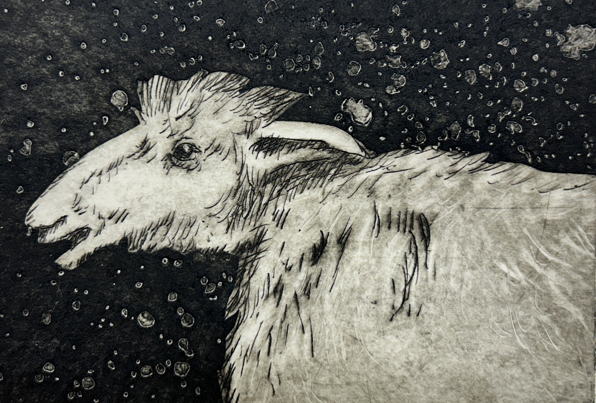 Illustration of a sheep against dark starry sky