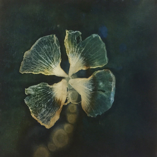 Wet cyanotype
11 x 11.25 inches